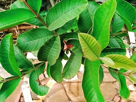 포토 JPG 해외이미지 나무 식물 아이콘 아시아 음료 음식 조각 백그라운드 잎 꽃무늬 농업 다이어트 채소 과일 자연 건강 사람없음 초록색 여름 정원 주스 봄 흰색 신선 달콤 맛 자르기 허브 오브젝트 유기농 날것 내추럴 고립 숙성 이국적 채식주의자 해외포토 웰빙 계절 꽃 나라 산업 컬러 컨셉 무늬 모션 생태계 채식 파일형식 이미지허브