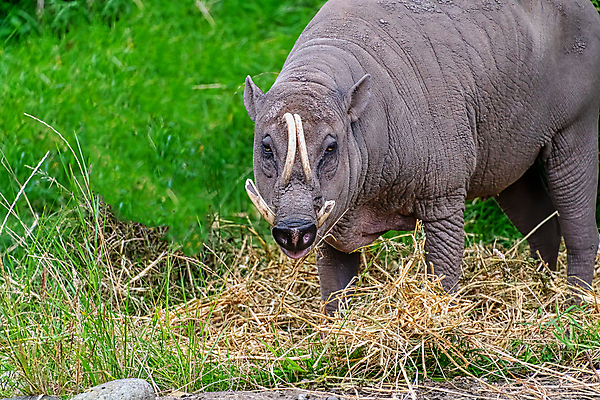 포토 JPG 해외이미지 동물 공원 야생동물 포유류 자연 생물 동물원 동양인 사람없음 야외 머리 돼지 숲 큼 열대우림 내추럴 싱가폴 해외포토 공공시설 아시아 인종 신체부위 크기 생태계 파일형식 이미지허브