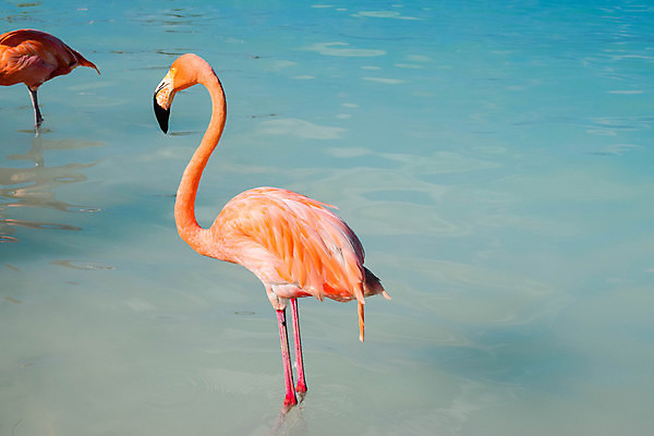 포토 JPG 해외이미지 나무 모래 바다 섬 여행 자연 하늘 휴가 손바닥 풍경 사람없음 야외 물 여름 파란색 야자수 맑음 흰색 휴양지 코코넛 카리브해 이국적 파라다이스 수평선 해외포토 자연요소 식물 손 계절 컬러 과일 날씨 장소 생태계 파일형식 이미지허브