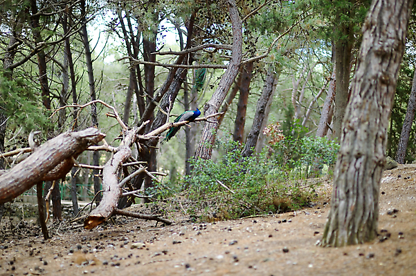 포토 JPG 해외이미지 나무 식물 계절 공원 잎 자국 자연 조류 함께함 풍경 사람없음 목재 초록색 햇빛 환경 고양이 침묵 성장 가을 시골 소나무 황무지 공작 숲 그리스 깃털 뿌리 장면 지역 꿩 내추럴 해외포토 동물 공공시설 유럽 컬러 컨셉 재료 포유류 반려동물 태양 소리 생태계 파일형식 이미지허브