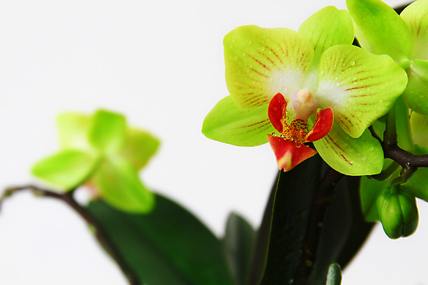 포토 JPG 해외이미지 식물 디자인 꽃잎 꽃 줄기 분홍색 백그라운드 잎 꽃무늬 자연 선물 사람없음 장식 초록색 뷰티 보라색 검은색 벚꽃 흰색 나뭇가지 신선 개화 난초 우아함 닫기 제비꽃 호접란 강렬 고립 이국적 해외포토 나무 컬러 컨셉 무늬 모션 생태계 파일형식 이미지허브