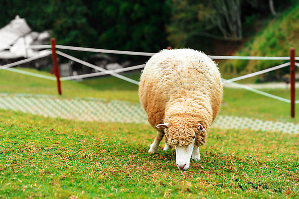 포토 JPG 해외이미지 밭 농업 사람없음 초록색 농장 농경지 시골 양 방목 먹기 양고기 해외포토 산업 컬러 포유류 모션 육류 축산업 파일형식 이미지허브