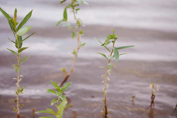 포토 JPG 해외이미지 라이프스타일 지구 컨셉 잎 채소 자연 성공 새로움 씨앗 사람 사람없음 가로 초록색 물 햇빛 새싹 환경 흙 성장 아기 신선 그룹 떨어짐 보호 소프트포커스 작음 땅 원예 기회 뿌리 먼지 도토리 언론 개발 돌봄 땅바닥 모종 묘목 생태학 심기 처음 해외포토 자연요소 나무 식물 교육 컬러 모션 바닥 촬영기법 취미 생활 태양 견과류 크기 생태계 파일형식 이미지허브