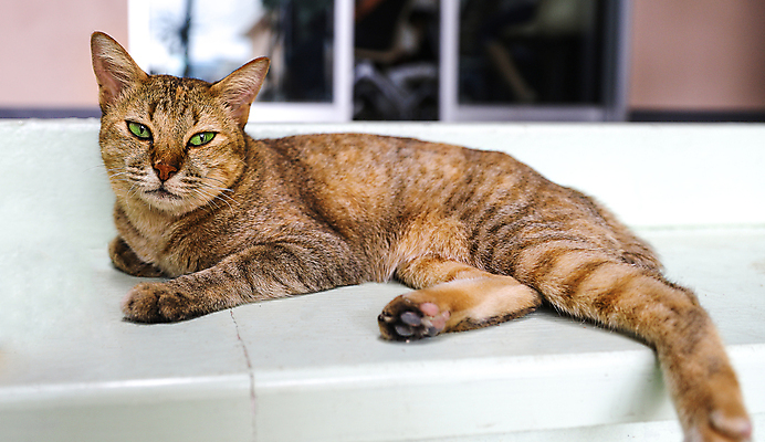 포토 JPG 해외이미지 동물 응시 여자 백그라운드 포유류 자연 바닥 주택 털 실내 사람없음 초록색 반려동물 갈색 계단 고양이 줄무늬 회색 흰색 잠 황금 달콤 큼 모피 비만 부드러움 거짓말 해외포토 시선 컬러 무늬 사람 내부 건물 감각 맛 크기 몸매 생태계 파일형식 이미지허브