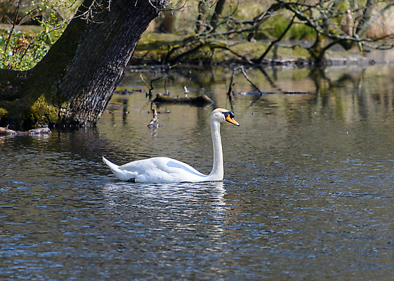 포토 JPG 해외이미지 호수 백그라운드 자연 조류 사랑 사람없음 물 파란색 강 뷰티 수영 일몰 놀람 흰색 연못 떨어짐 백조 내추럴 해외포토 자연요소 동물 감정 컬러 컨셉 표정 노을 수상스포츠 생태계 파일형식 이미지허브