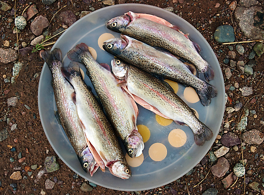포토 JPG 해외이미지 접시 음식 무지개 낚시 건강 어류 요리 사람없음 식사 저녁식사 튀김 죽음 신선 원형 맛 작음 큼 굽기 먹기 해산물 날것 송어 해외포토 자연요소 도형 식기 컨셉 모션 레저 수중동물 크기 구이 파일형식 이미지허브
