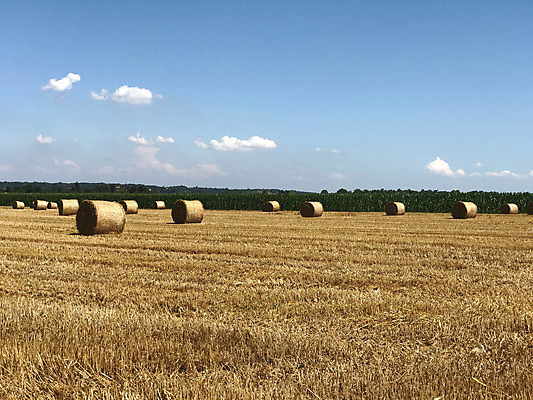 포토 JPG 해외이미지 식물 길 음식 밭 농업 과일 자연 건강 풍경 잔디 사람없음 야외 가로 초록색 농장 노란색 이탈리아 견과류 시골 황금 볏짚 땅 두루마리 자르기 보따리 유기농 롤 패키지 뭉치 밀짚 산기슭 내추럴 밭일 그리너리 해외포토 웰빙 유럽 산업 컬러 모션 산 짚 생태계 파일형식 트랜드컬러 이미지허브
