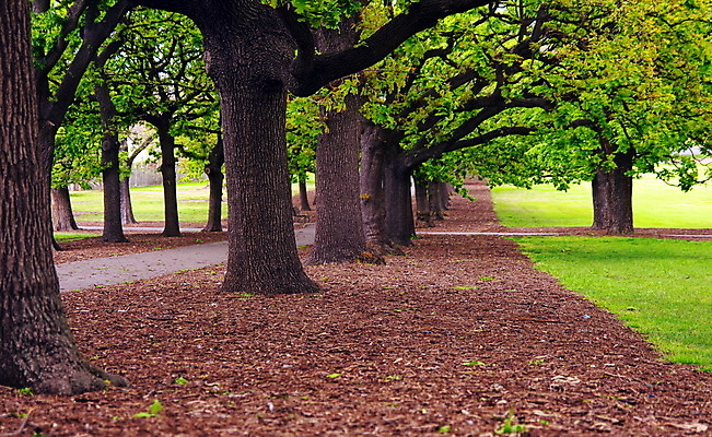 포토 JPG 해외이미지 나무 식물 계절 공원 길 백그라운드 잎 오렌지 자연 풍경 잔디 사람없음 야외 목재 초록색 여름 빛 컬러풀 뷰티 갈색 노란색 걷기 정원 봄 활발 가을 나뭇가지 도시 황금 숲 내추럴 방법 해외포토 공공시설 컬러 컨셉 과일 재료 모션 생태계 파일형식 이미지허브