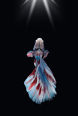 포토 JPG 해외이미지 동물 남자 얼굴 클리핑패스 포즈 백그라운드 이동 모션 벽지 어류 미술 사람없음 빨간색 물 파란색 빛 뷰티 검은색 수영 분노 흰색 그룹 의식 고급 우아함 자르기 깃털 싱글 싸움 각도 대리석 고립 이국적 해외포토 자연요소 감정 컬러 컨셉 재료 문화예술 사람 신체부위 수중동물 수상스포츠 파일형식 이미지허브