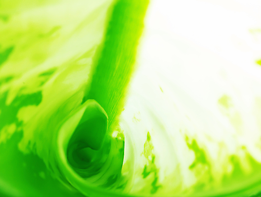 포토 JPG 해외이미지 모양 식물 계절 백그라운드 컨셉 잎 패턴 자연 추상 나선형 사람없음 초록색 여름 빛 뷰티 환경 정원 봄 성장 신선 닫기 묘사 에코 유기농 질감 내추럴 생태학 해외포토 웰빙 교육 컬러 무늬 모션 생태계 파일형식 이미지허브