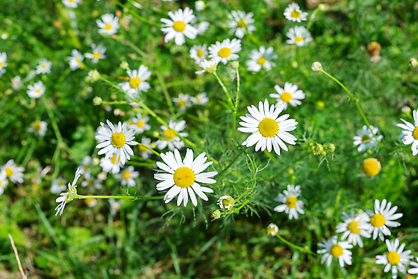 포토 JPG 해외이미지 식물 계절 꽃잎 꽃 잎 밭 자연 사람없음 야외 초록색 노란색 머리 환경 봄 성장 벚꽃 흰색 신선 개화 선택 데이지 꽃수술 캐모마일 많음 해외포토 컬러 컨셉 농업 신체부위 허브 생태계 파일형식 이미지허브