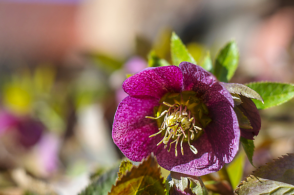 포토 JPG 해외이미지 식물 계절 꽃잎 꽃 분홍색 백그라운드 겨울 꽃무늬 봄꽃 자연 부활절 사람없음 야외 초록색 파란색 컬러풀 뷰티 노란색 정원 맑음 보라색 봄 성장 벚꽃 인사 개화 4월 다발 제비꽃 엽서 라일락 내추럴 사프란 헌병 해외포토 기념일 컬러 무늬 날씨 군인 예절 날짜 편지 향신료 생태계 파일형식 이미지허브