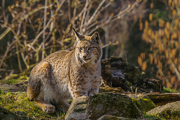 포토 JPG 해외이미지 동물 야생동물 새끼 백그라운드 포유류 자연 생물 산 성인 사람없음 목재 고양이 아기 황무지 숲 위험 모피 묘사 귀 육식동물 사냥꾼 육식 멸종 서식지 노려봄 내추럴 강렬 시베리아 웅장함 스라소니 해외포토 나무 직업 컨셉 재료 표정 사람 신체부위 반려동물 생태계 파일형식 이미지허브