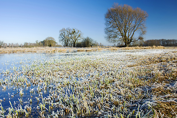 포토 JPG 해외이미지 나무 식물 계절 백그라운드 겨울 밭 자연 하늘 아침 풍경 사람없음 야외 목재 물 파란색 환경 냉동 얼음 젖음 추위 백발 흰색 시골 크리스탈 서리 웅덩이 해외포토 주간 자연요소 헤어스타일 컬러 농업 재료 광석 생태계 파일형식 이미지허브
