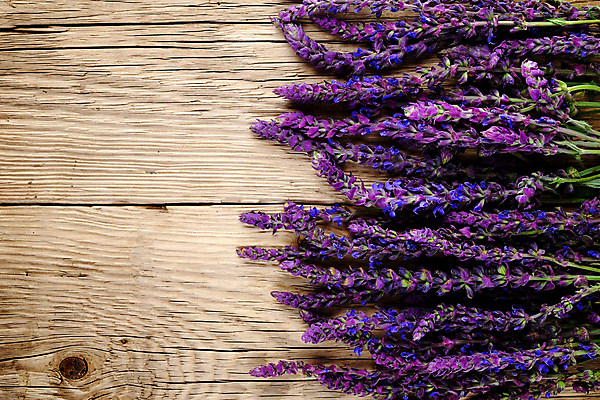 포토 JPG 해외이미지 식물 꽃 꽃무늬 자연 사람없음 목재 파란색 보라색 벚꽃 널 약초 허브 제비꽃 질감 세이지 카피스페이스 해외포토 나무 컬러 무늬 재료 공백 풀_식물 생태계 파일형식 이미지허브