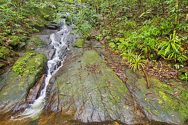 포토 JPG 해외이미지 아시아 야생동물 자연 휴식 국립공원 풍경 사람없음 초록색 물 강 환경 폭포 다양 신선 보호 숲 열대우림 생태계 생물학 서식지 내추럴 무료 보호구역 생태학 스리랑카 해외포토 자연요소 동물 공원 교육 나라 컬러 다수 컨셉 구역 파일형식 이미지허브