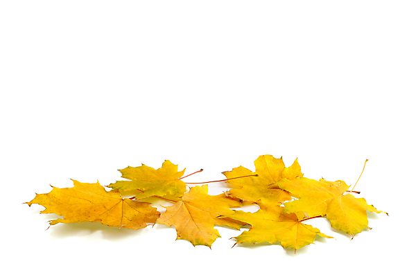 포토 JPG 해외이미지 식물 디자인 계절 백그라운드 단풍 잎 패턴 자연 사람없음 노란색 쌓기 활발 가을 흰색 황금 9월 11월 10월 강렬 고립 카피스페이스 해외포토 컬러 컨셉 무늬 모션 공백 날짜 생태계 파일형식 이미지허브