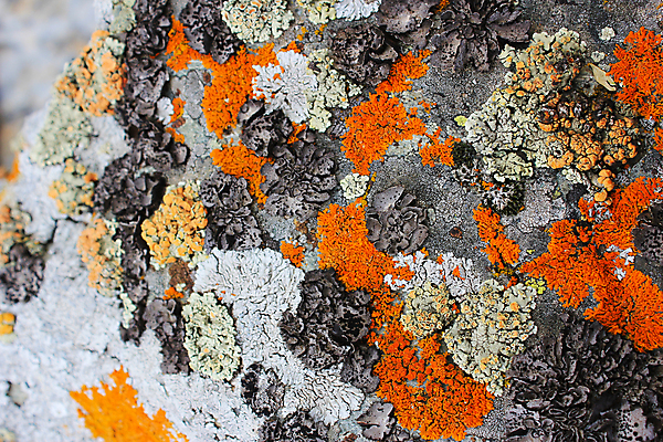 포토 JPG 해외이미지 식물 벽 백그라운드 패턴 오렌지 자연 표면 추상 생물 산 건조 이끼 사람없음 야외 가로 초록색 컬러풀 노란색 환경 회색 촉촉함 성장 거친 닫기 묘사 질감 화산 그런지 옛날 지질학 화강암 디테일 해외포토 교육 컬러 무늬 과일 모션 젖음 암석 생태계 파일형식 이미지허브