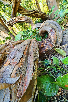 포토 JPG 해외이미지 나무 식물 아시아 야생동물 자연 휴식 건강 국립공원 풍경 사람없음 목재 초록색 환경 다양 신선 보호 숲 생태계 생물학 네팔 서식지 내추럴 무료 보호구역 삼림지대 생태학 해외포토 동물 공원 교육 나라 컬러 다수 컨셉 재료 구역 파일형식 이미지허브