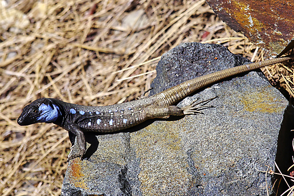 포토 JPG 해외이미지 동물 척추동물 유럽 야생동물 파충류 자연 사람없음 초록색 환경 다양 스페인 보호 생태계 생물학 도마뱀 서식지 동물상 무료 보호구역 생태학 해외포토 교육 나라 컬러 다수 컨셉 조형물 구역 파일형식 이미지허브