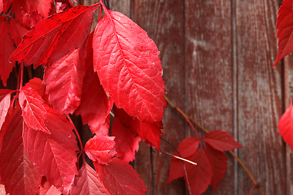 포토 JPG 해외이미지 나무 식물 계절 백그라운드 컨셉 잎 패턴 자연 건강 사람없음 야외 목재 초록색 울타리 농장 환경 정원 성장 벚꽃 나뭇가지 개화 닫기 숲 만족 시골집 원예 질감 아이비 정맥 산소 밭일 생태학 해외포토 교육 꽃 감정 컬러 무늬 농업 재료 모션 주택 취미 담장 원소 생태계 혈관 파일형식 이미지허브