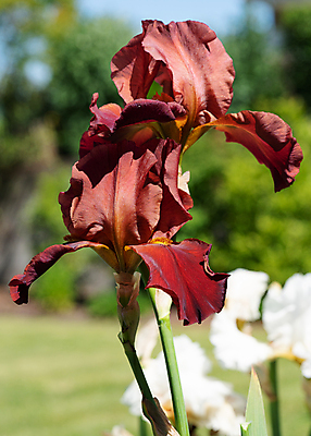 포토 JPG 해외이미지 식물 계절 꽃잎 꽃 꽃무늬 자연 사람없음 야외 환경 정원 봄 성장 벚꽃 신선 개화 닫기 관목 생태계 원예 화단 붓꽃 내추럴 영원 해외포토 나무 무늬 모션 취미 파일형식 이미지허브