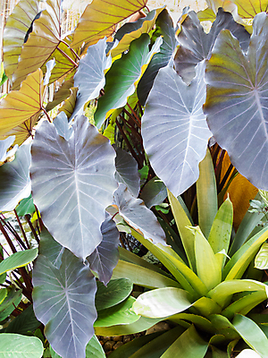 포토 JPG 해외이미지 모양 식물 줄기 백그라운드 잎 자연 코끼리 풍경 사람없음 야외 장식 물 정원 보라색 검은색 어둠 하트 연못 신선 큼 원예 귀 마법 정맥 식용 해외포토 자연요소 컬러 포유류 취미 신체부위 크기 생태계 혈관 파일형식 이미지허브