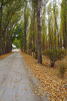 포토 JPG 해외이미지 식물 디자인 계절 도로 백그라운드 잎 자연 날씨 풍경 사람없음 목재 태양 노란색 가을 변화 떨어짐 숲 9월 10월 내추럴 해외포토 자연요소 나무 길 컬러 컨셉 재료 교통시설 날짜 생태계 파일형식 이미지허브