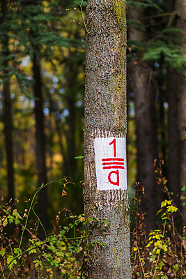 포토 JPG 해외이미지 나무 식물 계절 공원 백그라운드 단풍 잎 패턴 오렌지 자연 사람없음 야외 목재 초록색 빛 컬러풀 뷰티 갈색 노란색 환경 활발 나뭇가지 황금 숲 장면 내추럴 세르비아 해외포토 공공시설 컬러 컨셉 무늬 과일 재료 생태계 파일형식 이미지허브