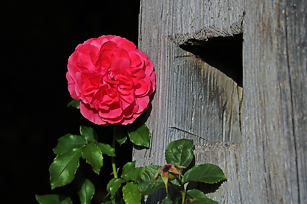 포토 JPG 해외이미지 식물 공원 꽃잎 꽃 꽃다발 백그라운드 잎 꽃무늬 밭 자연 추상 발렌타인데이 사랑 미술 사람없음 야외 장식 빨간색 초록색 컬러풀 뷰티 장미 정원 봄 벚꽃 축하 신선 개화 묘사 꽃봉오리 원예 아로마 꽃가루 진홍색 깊이 해외포토 계절 공공시설 감정 컬러 컨셉 무늬 농업 데이이벤트 문화예술 취미 가루 생태계 파일형식 이미지허브