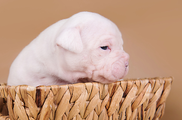 포토 JPG 해외이미지 새끼 크리스마스 실내 사랑 앉기 사람없음 옆모습 반려동물 바구니 개 강아지 불독 해외포토 동물 기념일 감정 뷰포인트 포유류 모션 내부 파일형식 이미지허브