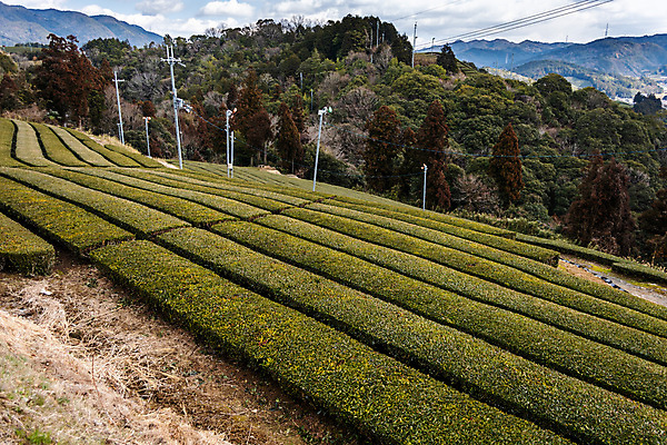 포토 JPG 해외이미지 전통 아시아 문화 음료 여행 잎 밭 농업 자연 동양인 경사 사람없음 초록색 농장 정원 일본 수확 시골 녹차 언덕 내추럴 교토 밭일 해외포토 식물 나라 산업 컬러 인종 차_음료 생태계 파일형식 이미지허브
