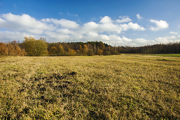 포토 JPG 해외이미지 나무 구름 계절 백그라운드 밭 자연 하늘 건조 파노라마 풍경 사람없음 야외 목재 파란색 갈색 노란색 가을 흰색 숲 땅 수평선 해외포토 자연요소 식물 컬러 농업 재료 촬영기법 생태계 파일형식 이미지허브