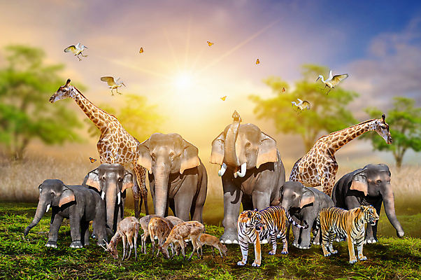 포토 JPG 해외이미지 나무 동물 야생동물 여행 컨셉 아프리카 자연 조류 휴가 코끼리 함께함 동물원 사람없음 야외 그룹 사자 기린 사파리 합성 영양 육식동물 얼룩말 공상 케냐 코뿔소 치타 사바나 황새 카피스페이스 해외포토 식물 나라 포유류 공백 말_동물 생태계 파일형식 이미지허브