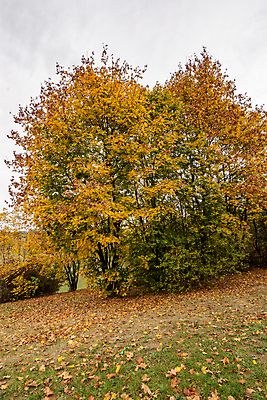 포토 JPG 해외이미지 나무 식물 계절 공원 백그라운드 단풍 잎 패턴 오렌지 자연 풍경 사람없음 야외 목재 초록색 빛 컬러풀 뷰티 갈색 노란색 환경 활발 가을 나뭇가지 황금 숲 장면 내추럴 세르비아 해외포토 공공시설 컬러 컨셉 무늬 과일 재료 생태계 파일형식 이미지허브