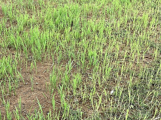 포토 JPG 해외이미지 식물 아시아 음식 농업 자연 하늘 밥 옥수수 이끼 풍경 잔디 사람없음 야외 초록색 여름 파란색 농작물 농장 정원 봄 성장 가을 시골 낟알 밀 내추럴 논밭 해외포토 계절 나라 산업 컬러 밭 곡류 논 생태계 파일형식 이미지허브