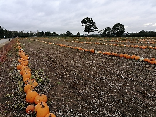 포토 JPG 해외이미지 식물 계절 음식 줄기 백그라운드 잎 밭 농업 채소 오렌지 재료 자연 호박 휴가 건강 사람없음 초록색 여름 농작물 농장 노란색 정원 할로윈 수확 성장 가을 신선 유기농 원예 날것 박 추수감사절 스쿼시 10월 내추럴 고립 밭일 숙성 채식주의자 해외포토 웰빙 산업 기독교 스포츠 컬러 과일 취미 구기 날짜 생태계 채식 파일형식 이미지허브