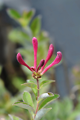 포토 JPG 해외이미지 식물 꽃 분홍색 잎 자연 사람없음 야외 초록색 정원 보라색 닫기 자주색 해외포토 컬러 모션 생태계 파일형식 이미지허브