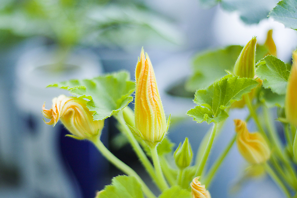 포토 JPG 해외이미지 식물 잡화 꽃 음식 백그라운드 잎 농업 채소 재료 자연 호박 건강 요리 사람없음 초록색 노란색 정원 봄 수확 성장 벚꽃 신선 그룹 오브젝트 유기농 날것 보케 스쿼시 내추럴 고립 숙성 주키니 주키니호박 채식주의자 세련 해외포토 웰빙 계절 산업 스포츠 컬러 구기 생태계 채식 파일형식 이미지허브