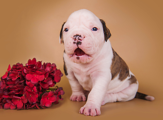 포토 JPG 해외이미지 꽃 새끼 실내 앉기 사람없음 반려동물 개 강아지 불독 해외포토 식물 동물 포유류 모션 내부 파일형식 이미지허브