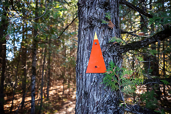 포토 JPG 해외이미지 길 오렌지 자국 화살 사람없음 노란색 하이킹 가리킴 숲 오솔길 방향 해외포토 컬러 과일 레저 손짓 파일형식 이미지허브
