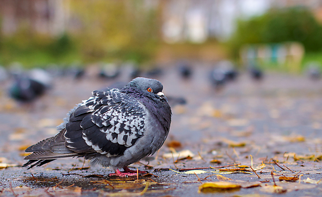 포토 JPG 해외이미지 동물 1 응시 공원 도로 야생동물 날개 자연 조류 거리 사랑 서기 사람없음 야외 여름 걷기 침묵 봄 회색 자유 가을 흰색 도시 보행로 아스팔트 심볼 깃털 싱글 비둘기 부리 내추럴 무료 해외포토 시선 계절 공공시설 감정 길 컬러 컨셉 교통시설 모션 소리 생태계 파일형식 이미지허브
