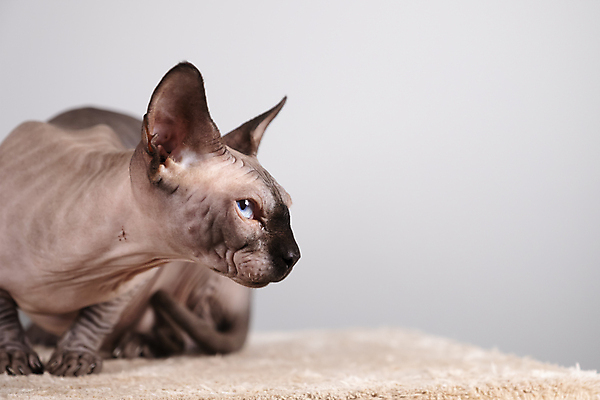 포토 JPG 해외이미지 한마리 엎드리기 회색배경 실내 사람없음 반려동물 귀여움 고양이 스핑크스고양이 반려묘 해외포토 동물 1 백그라운드 컨셉 포유류 모션 내부 회색 파일형식 이미지허브