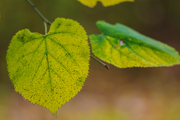 포토 JPG 해외이미지 나무 식물 계절 공원 백그라운드 단풍 잎 패턴 오렌지 자연 풍경 사람없음 야외 목재 초록색 빛 컬러풀 뷰티 갈색 노란색 환경 활발 가을 나뭇가지 황금 숲 장면 내추럴 세르비아 해외포토 공공시설 컬러 컨셉 무늬 과일 재료 생태계 파일형식 이미지허브