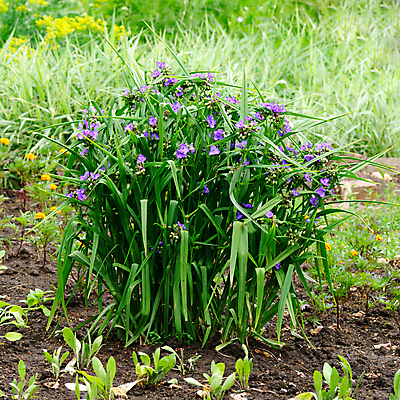 포토 JPG 해외이미지 식물 꽃 잎 꽃무늬 자연 사람없음 야외 초록색 뷰티 정원 보라색 봄 활발 벚꽃 시골 개화 제비꽃 화단 뒤뜰 해외포토 계절 컬러 컨셉 무늬 생태계 파일형식 이미지허브