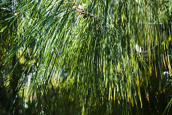 포토 JPG 해외이미지 나무 식물 디자인 계절 공원 꽃 꽃다발 백그라운드 잎 꽃무늬 패턴 자연 벽지 그림자 잔디 사람없음 야외 초록색 햇빛 환경 정원 성장 벚꽃 개화 허브 원예 질감 조경 자연백그라운드 내추럴 뒤뜰 블러 조지아 그리너리 해외포토 공공시설 컬러 무늬 취미 태양 생태계 동유럽 파일형식 트랜드컬러 이미지허브