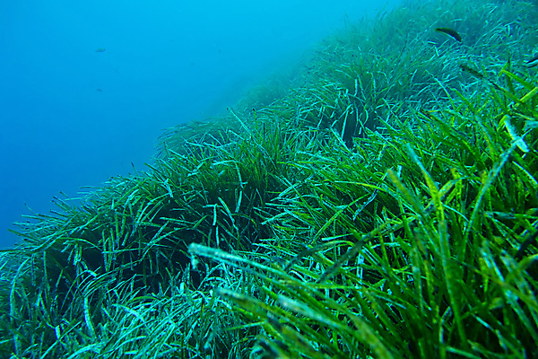 포토 JPG 해외이미지 동물 공원 유럽 야생동물 바다 자연 휴식 사람없음 물 환경 수중 다양 스페인 잠수함 지중해 생태계 다이빙 생물학 암초 서식지 깊이 동물상 생태학 해외포토 자연요소 공공시설 교육 나라 다수 컨셉 조형물 수영 수중스포츠 파일형식 이미지허브