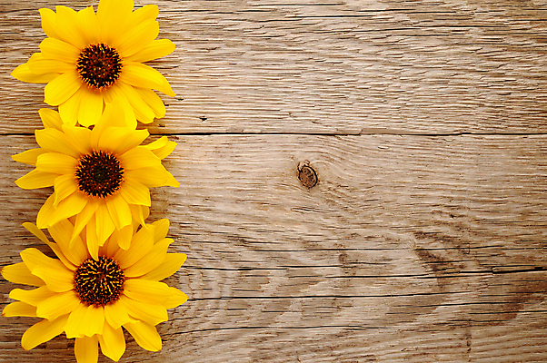 포토 JPG 해외이미지 식물 꽃잎 꽃 백그라운드 꽃무늬 자연 해바라기 사람없음 목재 장식 가로 뷰티 갈색 노란색 활발 벚꽃 시골 널 질감 내추럴 옛날 카피스페이스 해외포토 나무 컬러 컨셉 무늬 재료 공백 생태계 파일형식 이미지허브