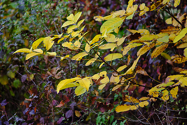 포토 JPG 해외이미지 나무 식물 계절 공원 백그라운드 단풍 잎 패턴 오렌지 자연 사람없음 야외 목재 초록색 빛 컬러풀 뷰티 갈색 노란색 환경 활발 나뭇가지 황금 숲 장면 내추럴 세르비아 해외포토 공공시설 컬러 컨셉 무늬 과일 재료 생태계 파일형식 이미지허브