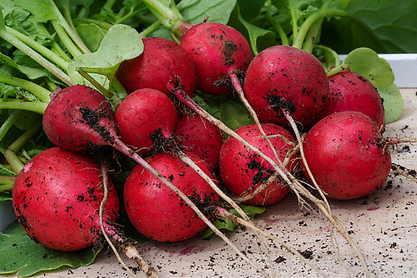 포토 JPG 해외이미지 식물 계절 음식 잎 농업 다이어트 채소 자연 건강 사람없음 여름 농작물 농장 환경 정원 수확 신선 닫기 균형 유기농 생태계 원예 뿌리 건강식 내추럴 밭일 총각무 해외포토 웰빙 산업 모션 취미 무 파일형식 이미지허브